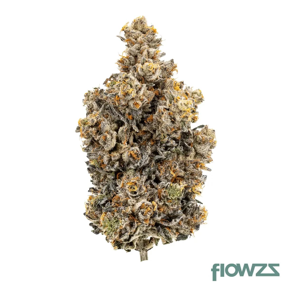 24-1-iuvo-oc-triangle-queen