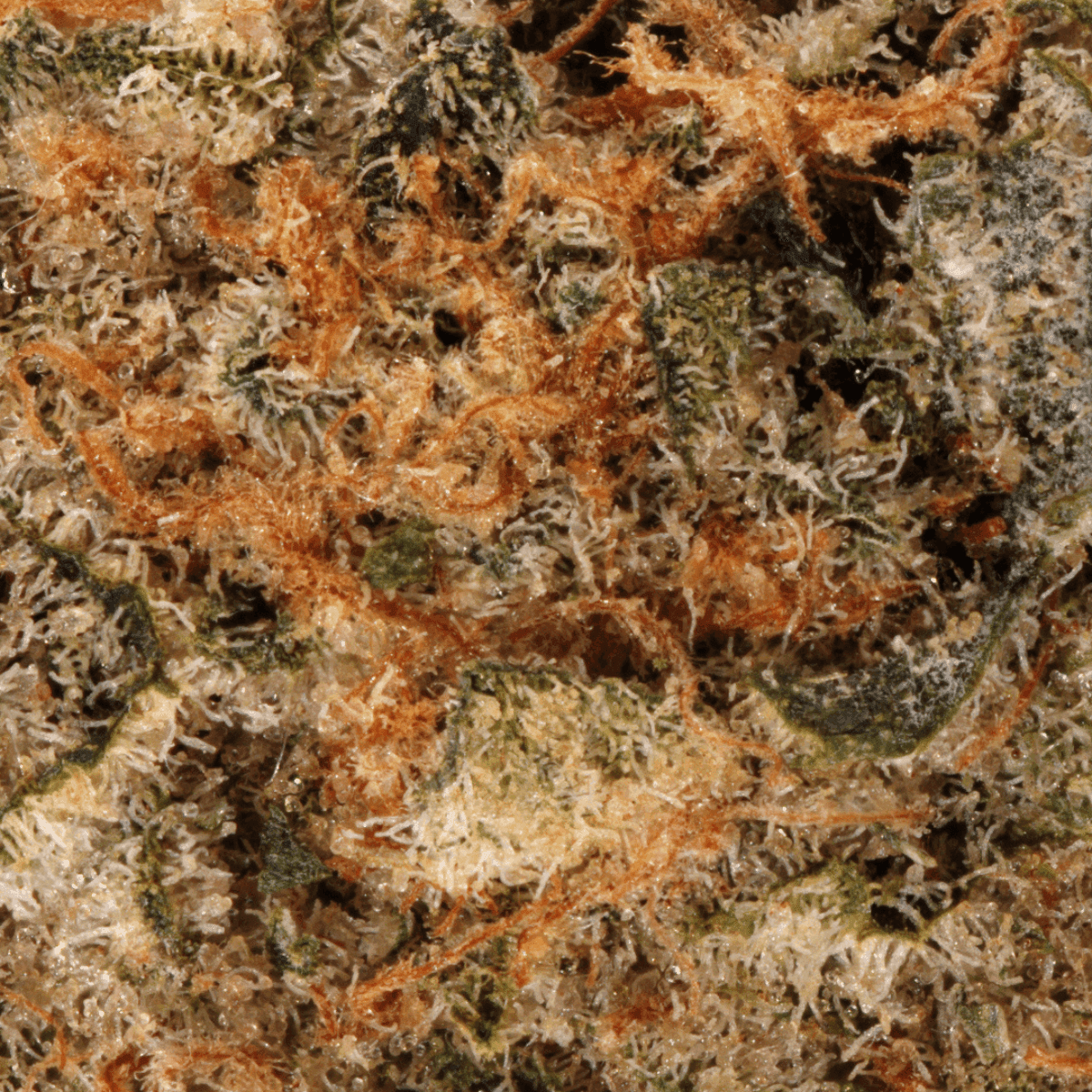 cannabis-27-1-cgd-ku-blue-slushie