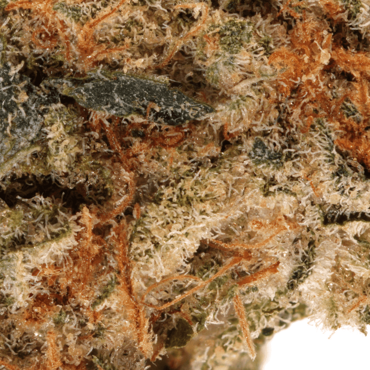 cannabis-27-1-cgd-ku-blue-slushie