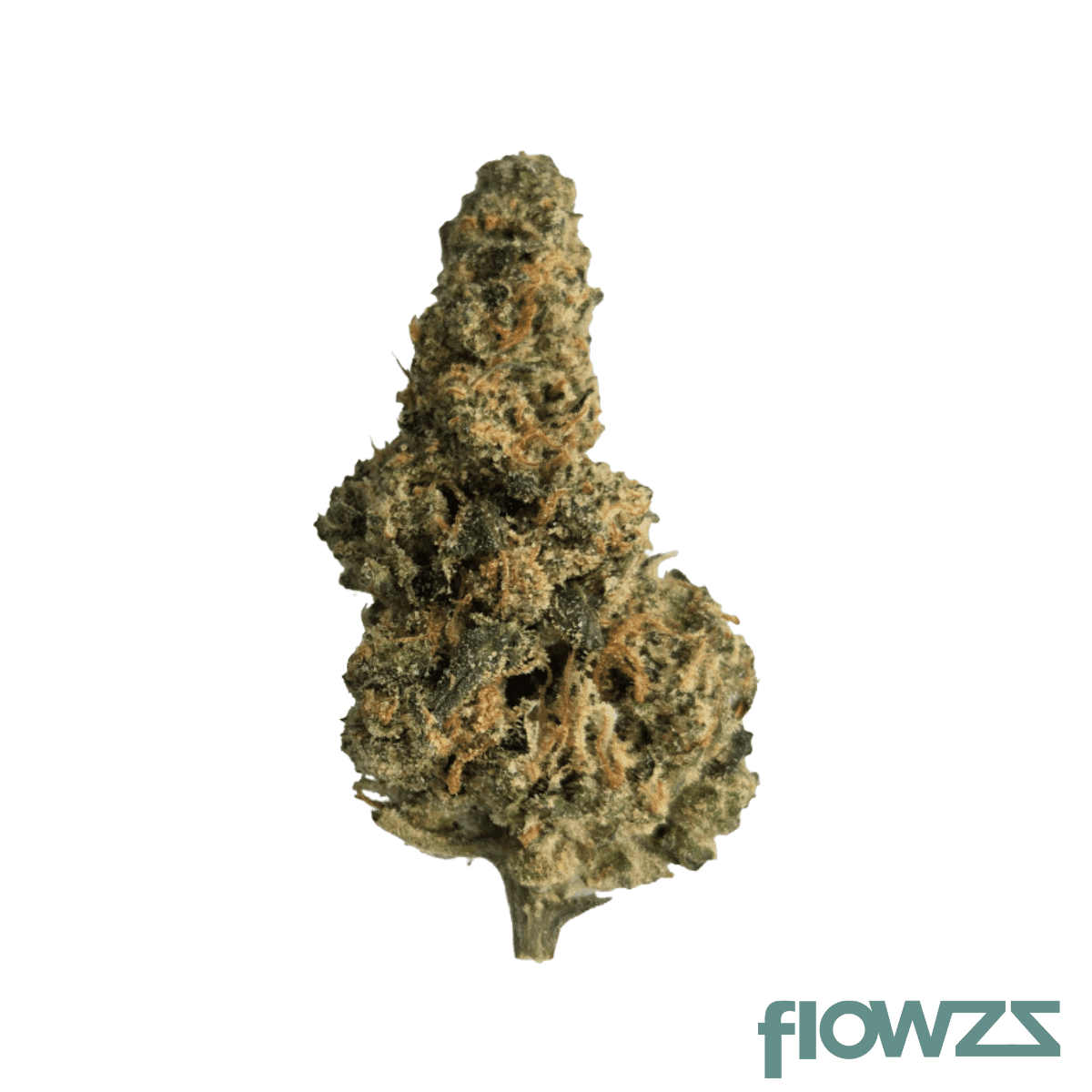 33-1-amici-ac-animal-cookies