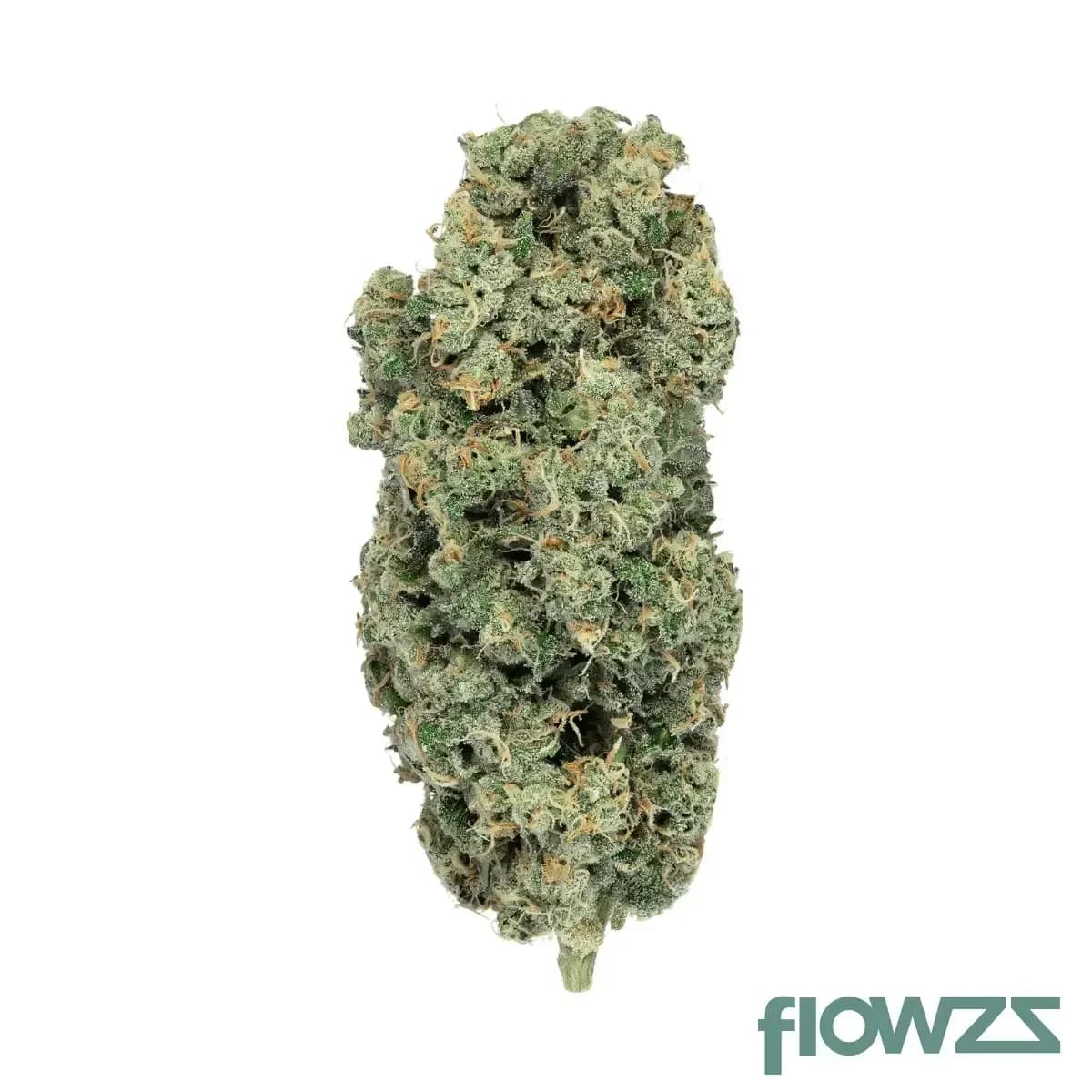 phcann-exotics-32-1-spritzer