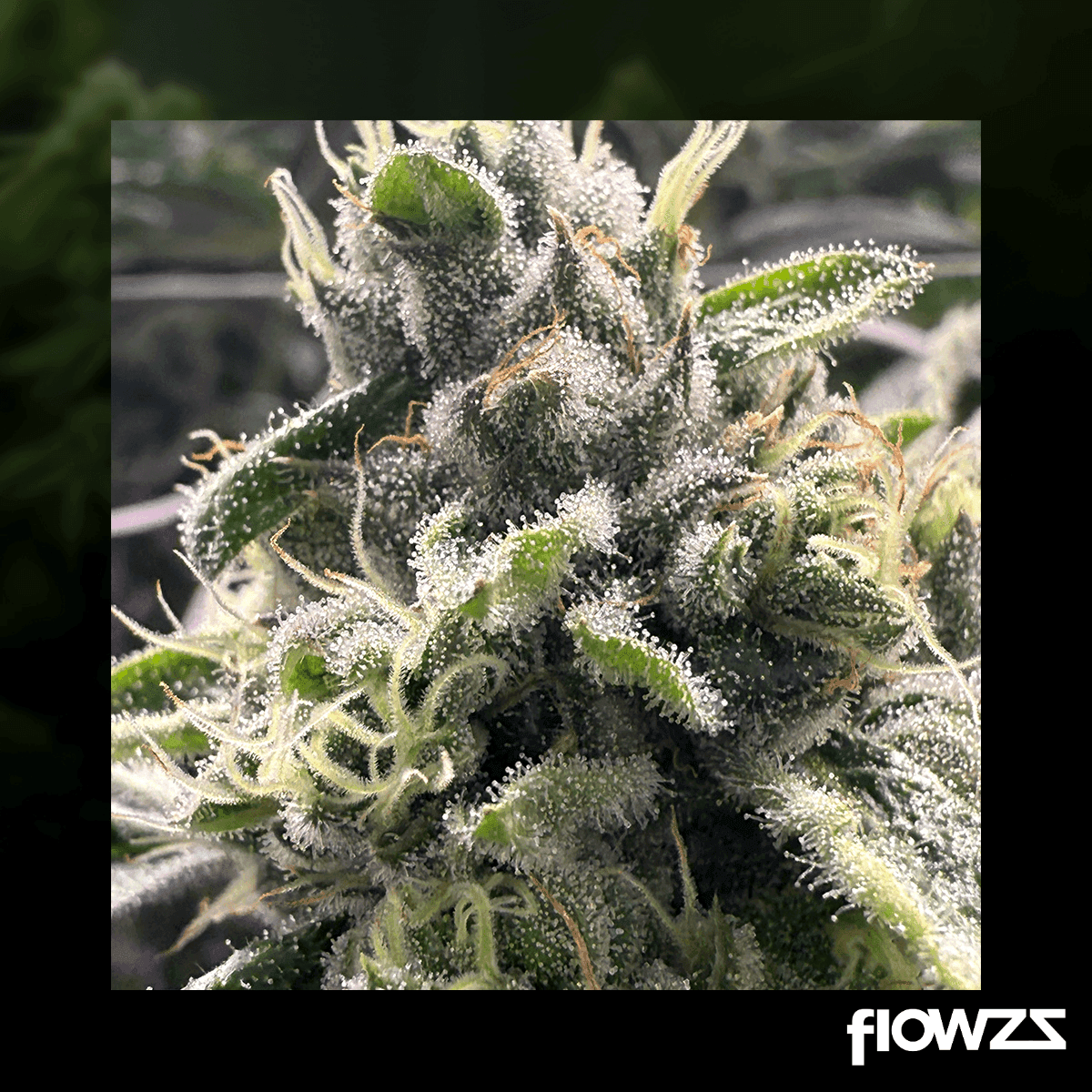 grow-lcc-27-1-lemon-cream-cake