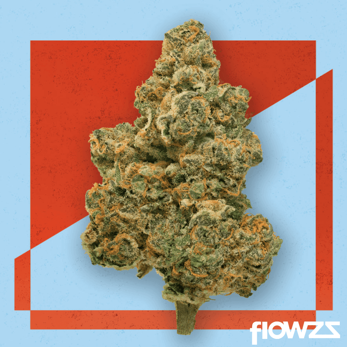 cresco-rse-27-1-jack-black-3