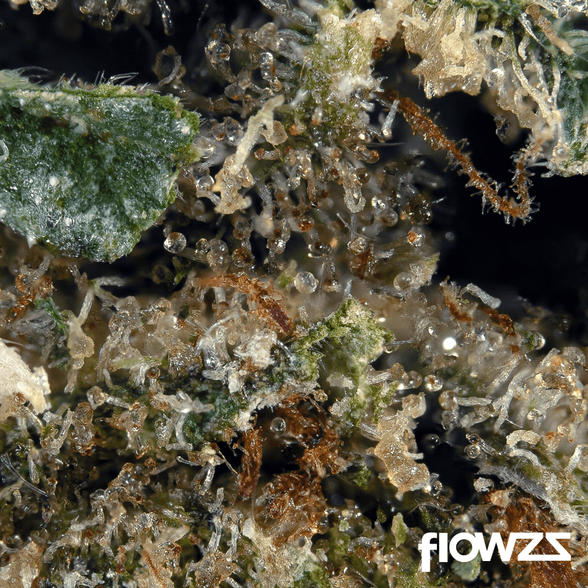 Medical Saints 21/1 LEM Lemonatti