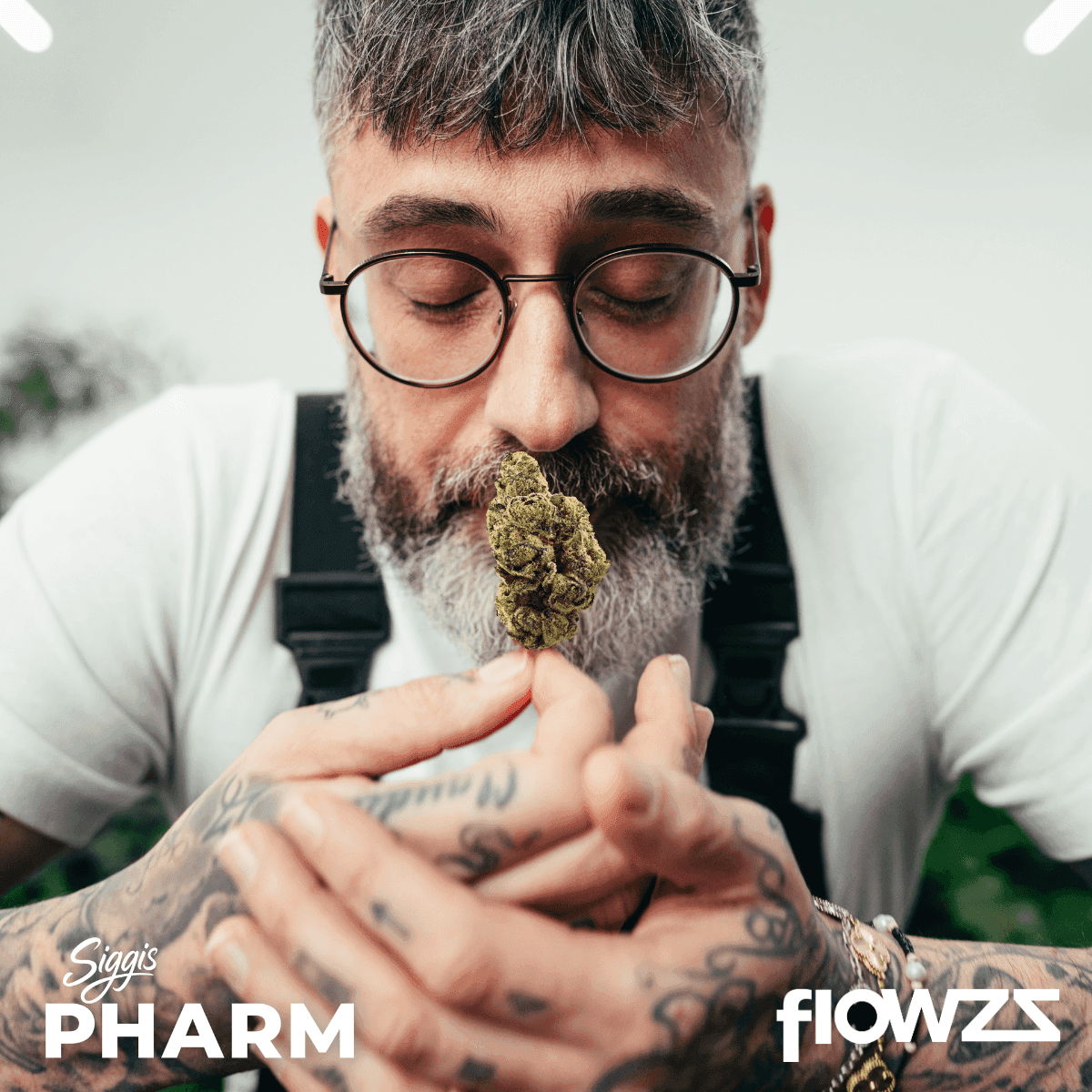 Siggis Löwenzahn Sido Cannabis