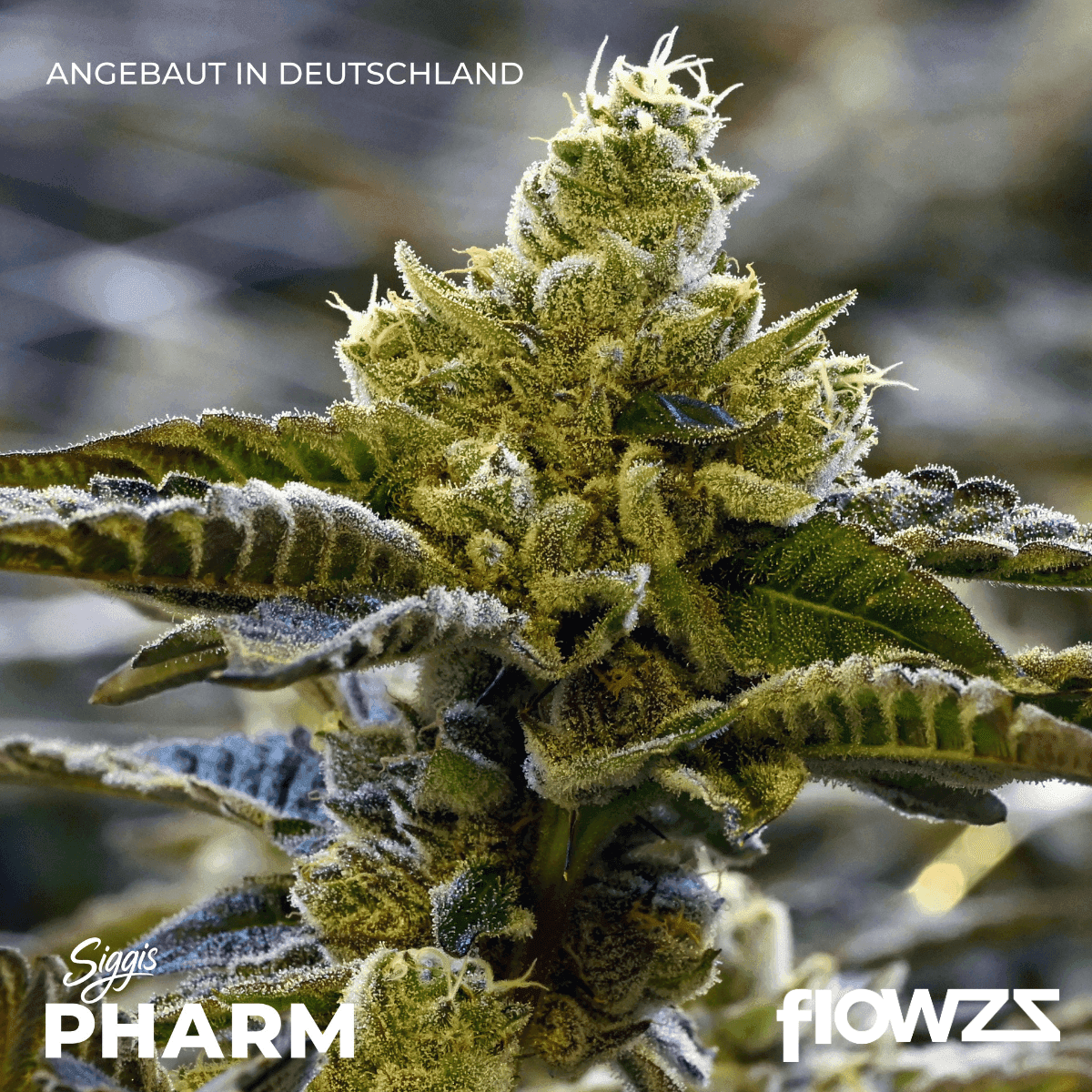 Siggis Löwenzahn Sido Cannabis