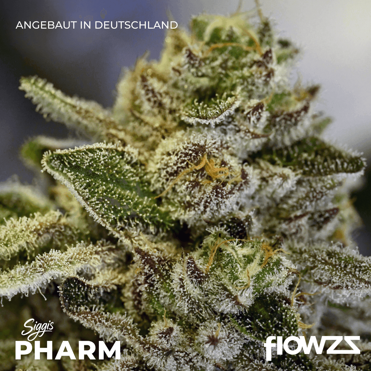 Siggis Löwenzahn Sido Cannabis