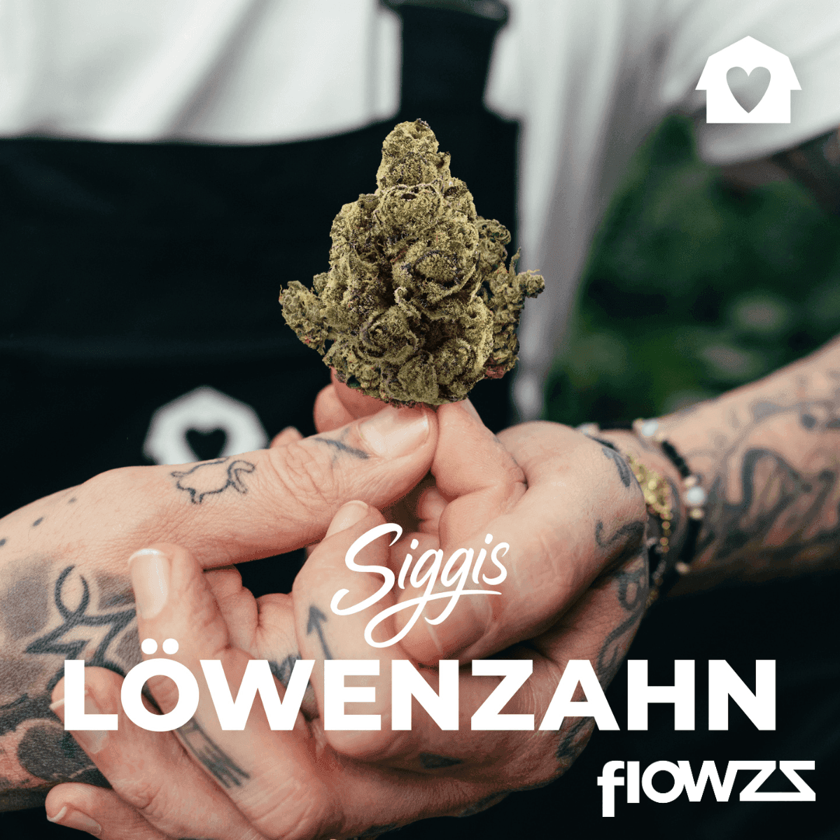 Siggis LWZAHN 22:01 Siggis Löwenzahn