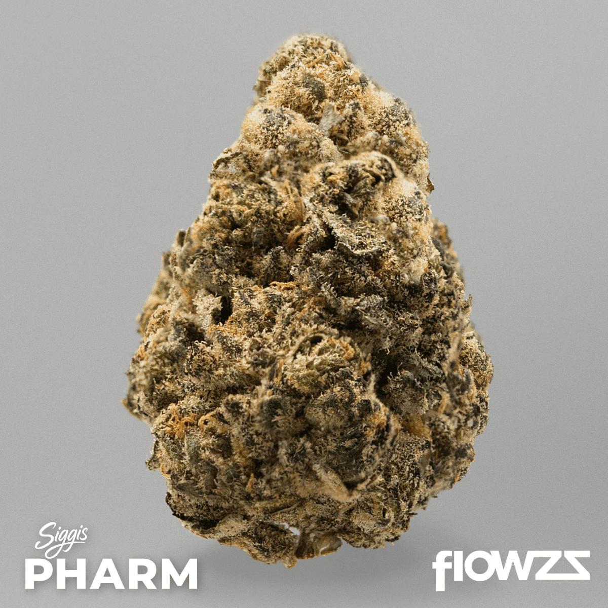 Siggis LWZAHN 22:01 Siggis Löwenzahn