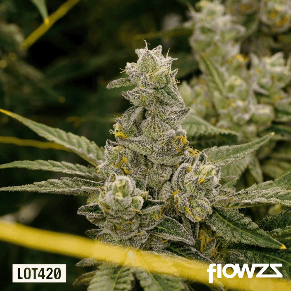lot-420-ab-pt-apples-bananas