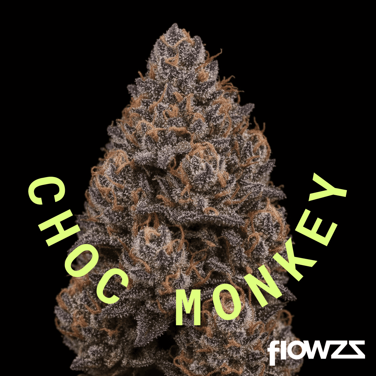 APEX CHY CA 25/1 Choc Monkey 