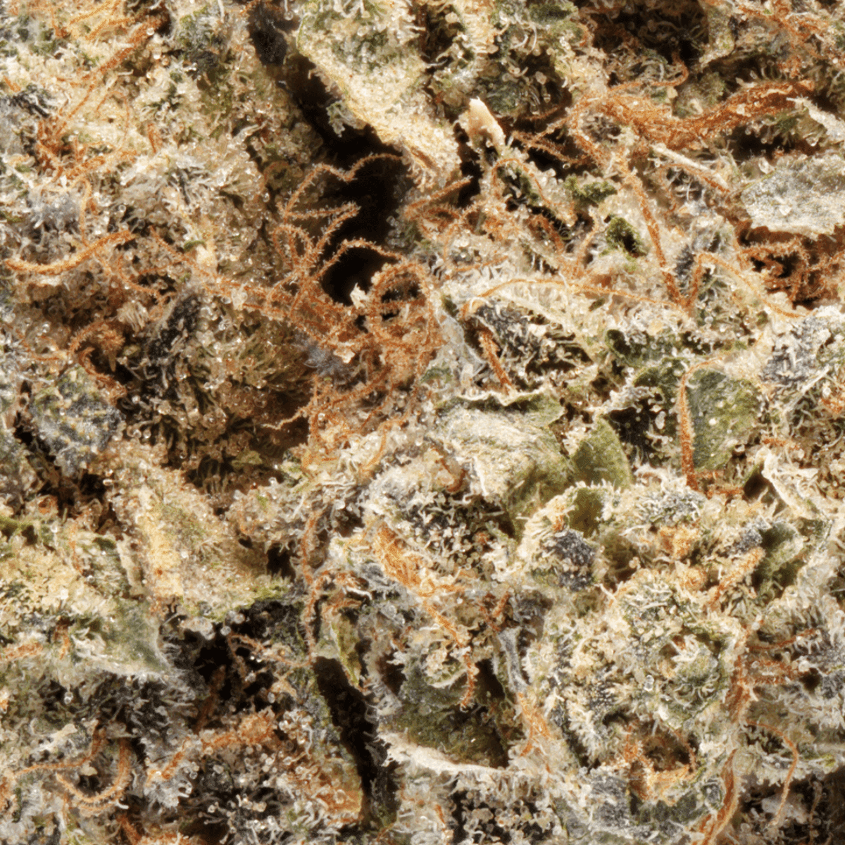 ghostdrops-30-1-cgd-rainbow-pave