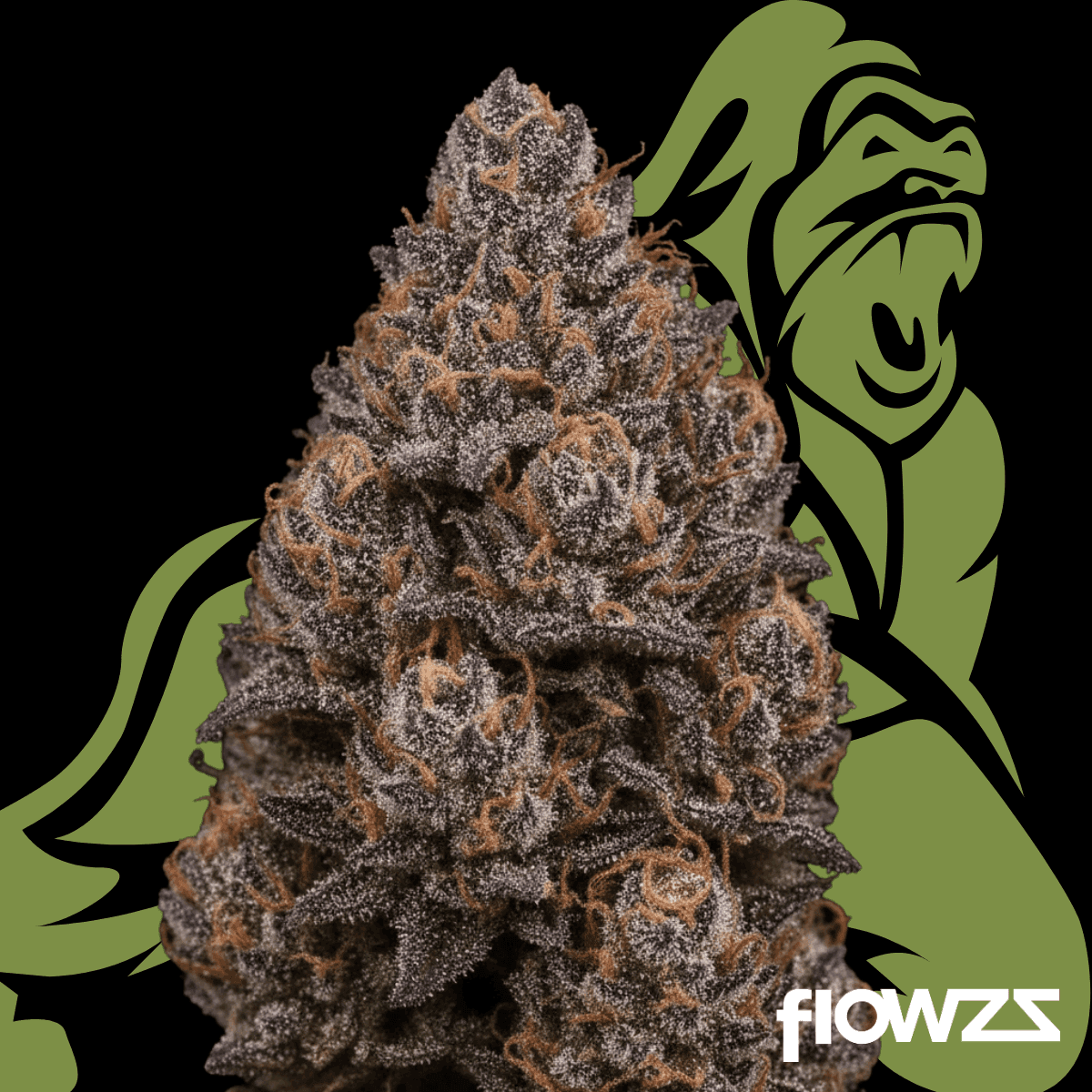 APEX CHY CA 25/1 Choc Monkey 