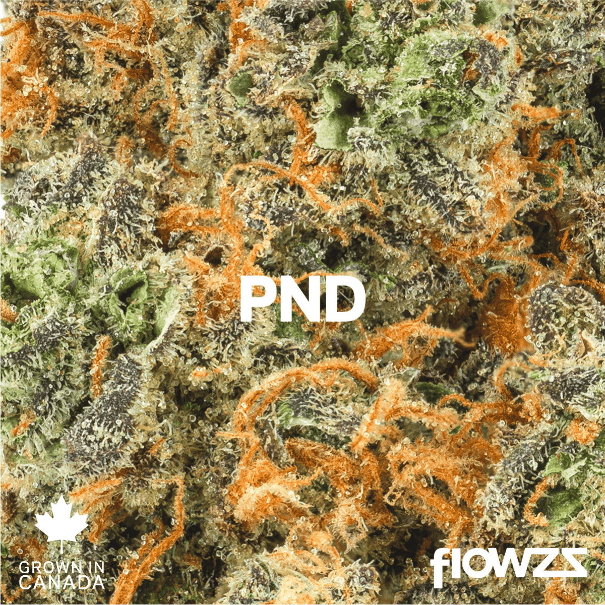 Pink Diesel Aurora