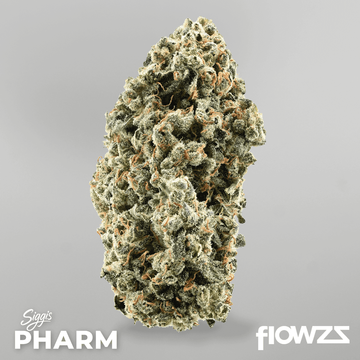 siggis-zbtl-28-01-siggis-zitronenbluete