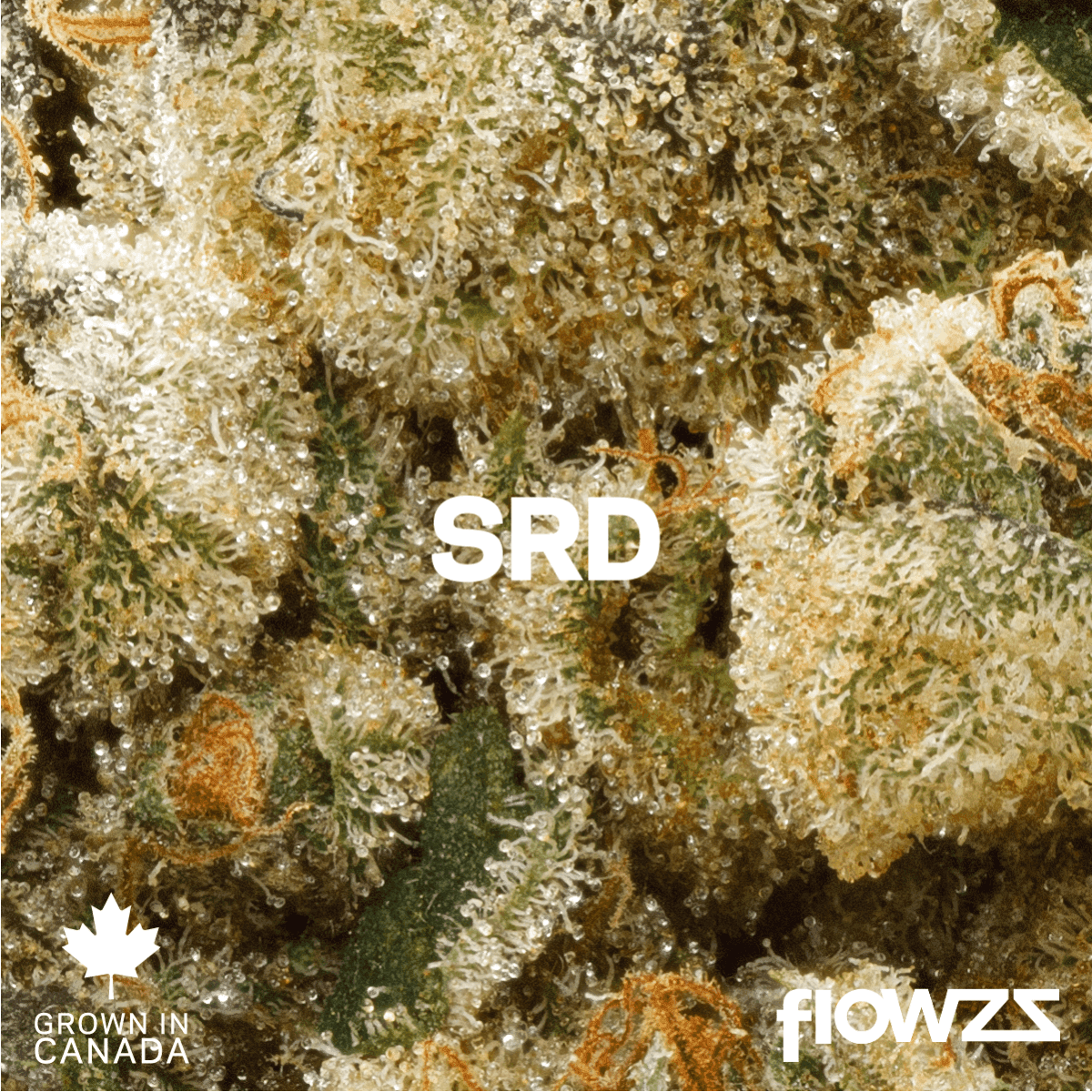 Pedanios 29/1 SRD-CA Sourdough