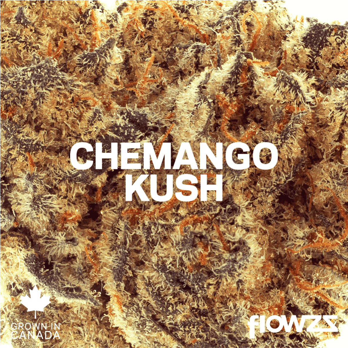 Pedanios 31/1 CMK-CA Chemango Kush