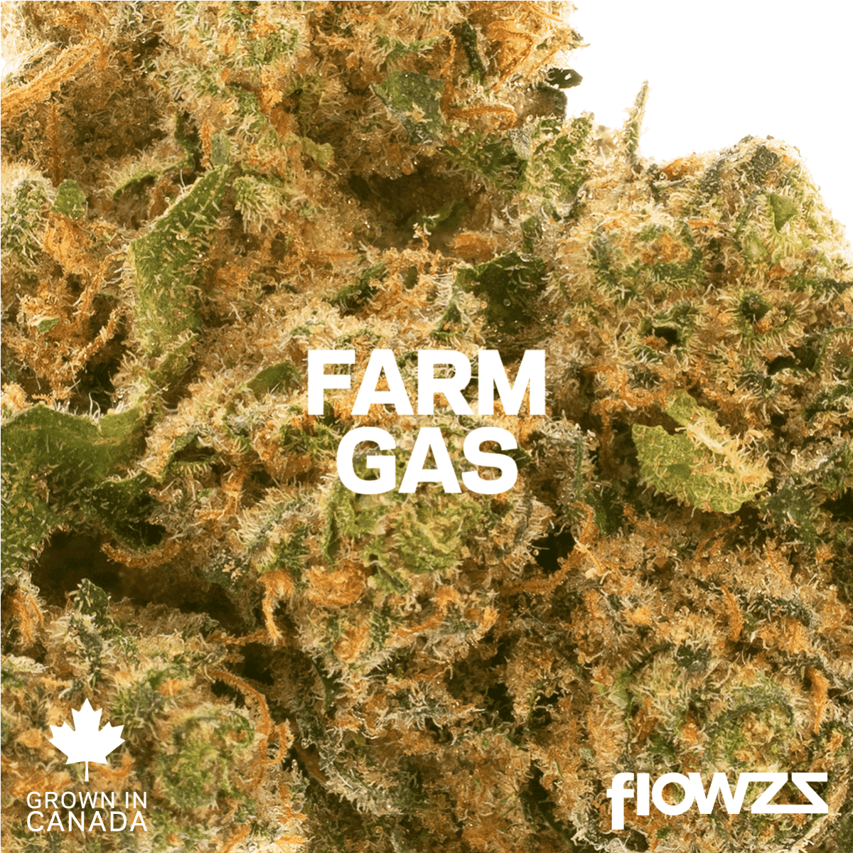 Pedanios 27/1 FRG-CA Farm Gas