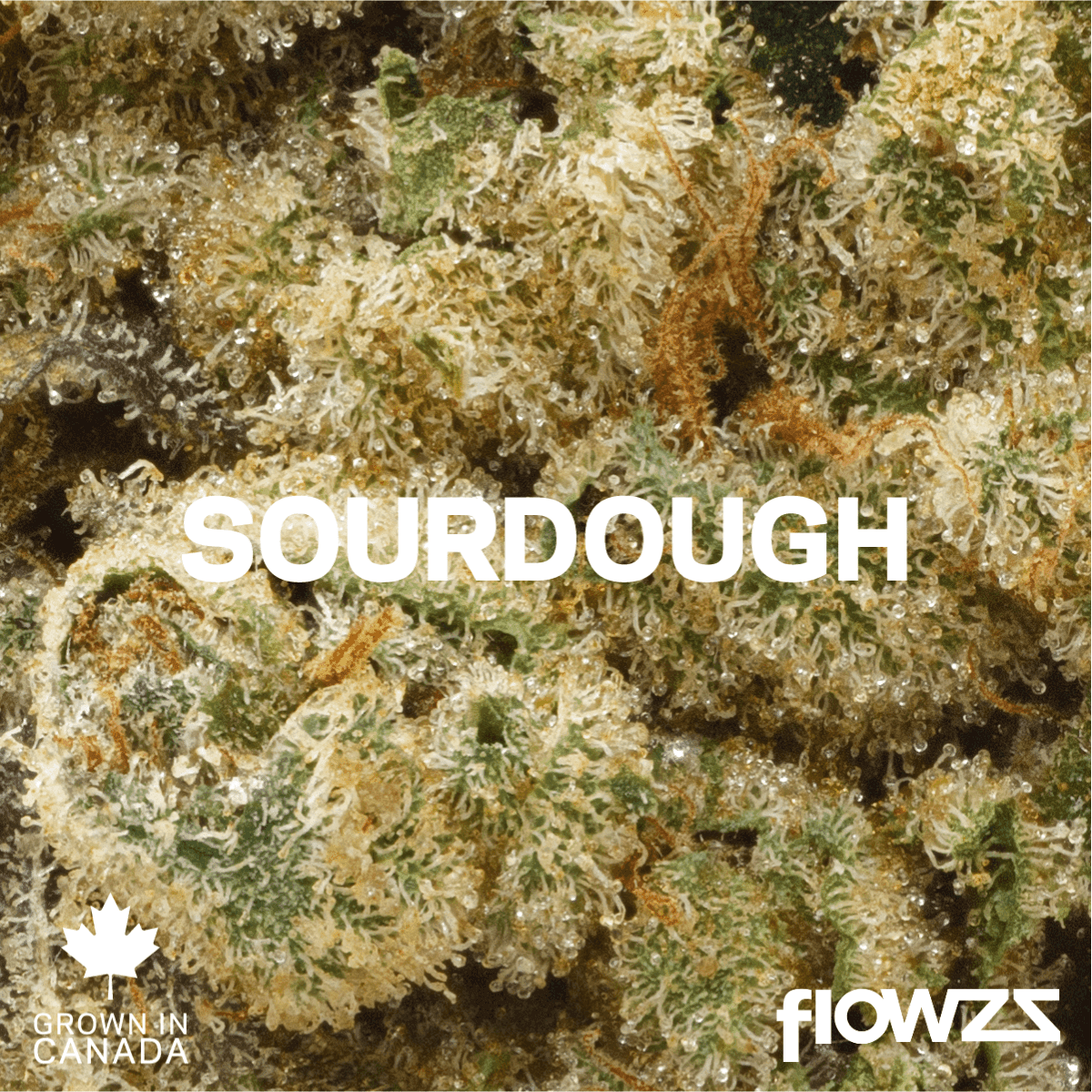 Pedanios 29/1 SRD-CA Sourdough