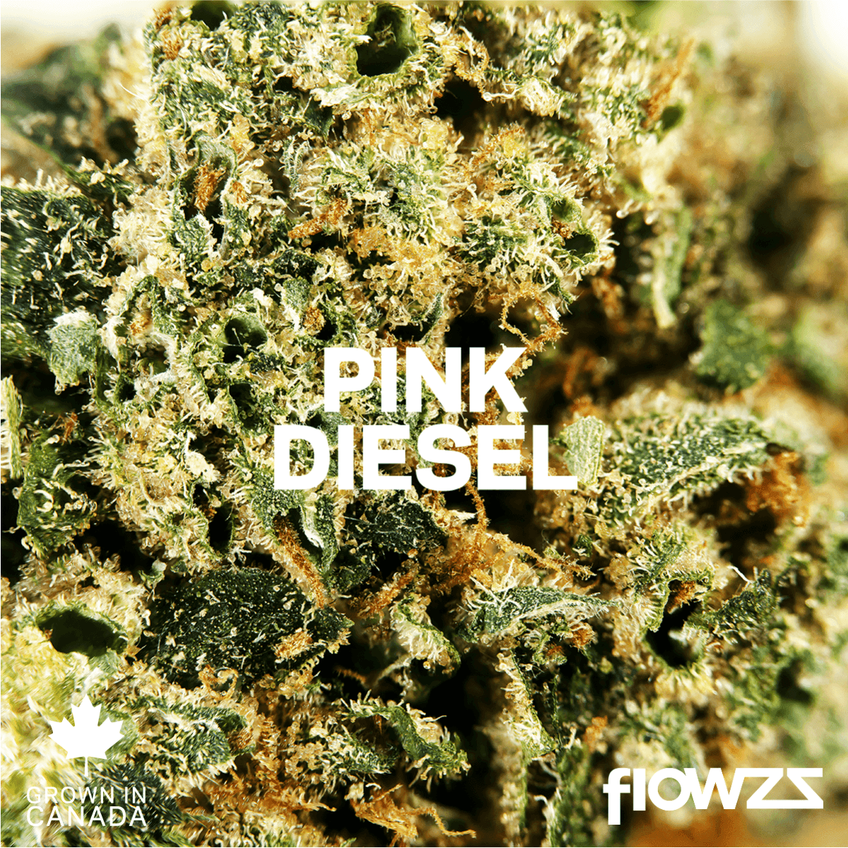 Pink Diesel Aurora