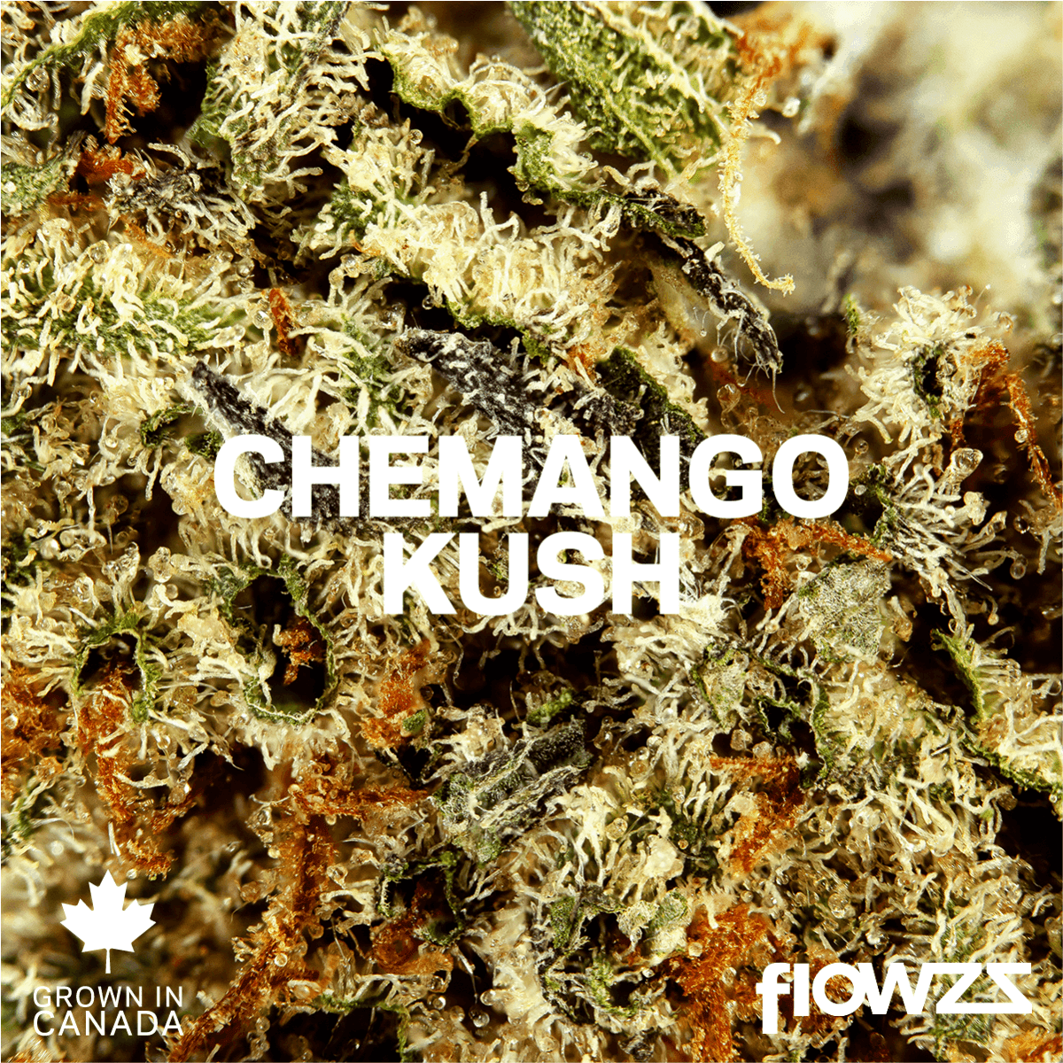 Pedanios 31/1 CMK-CA Chemango Kush