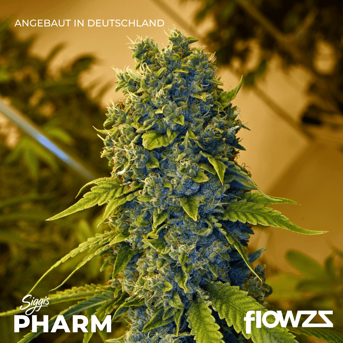 siggis-zbtl-28-01-siggis-zitronenbluete