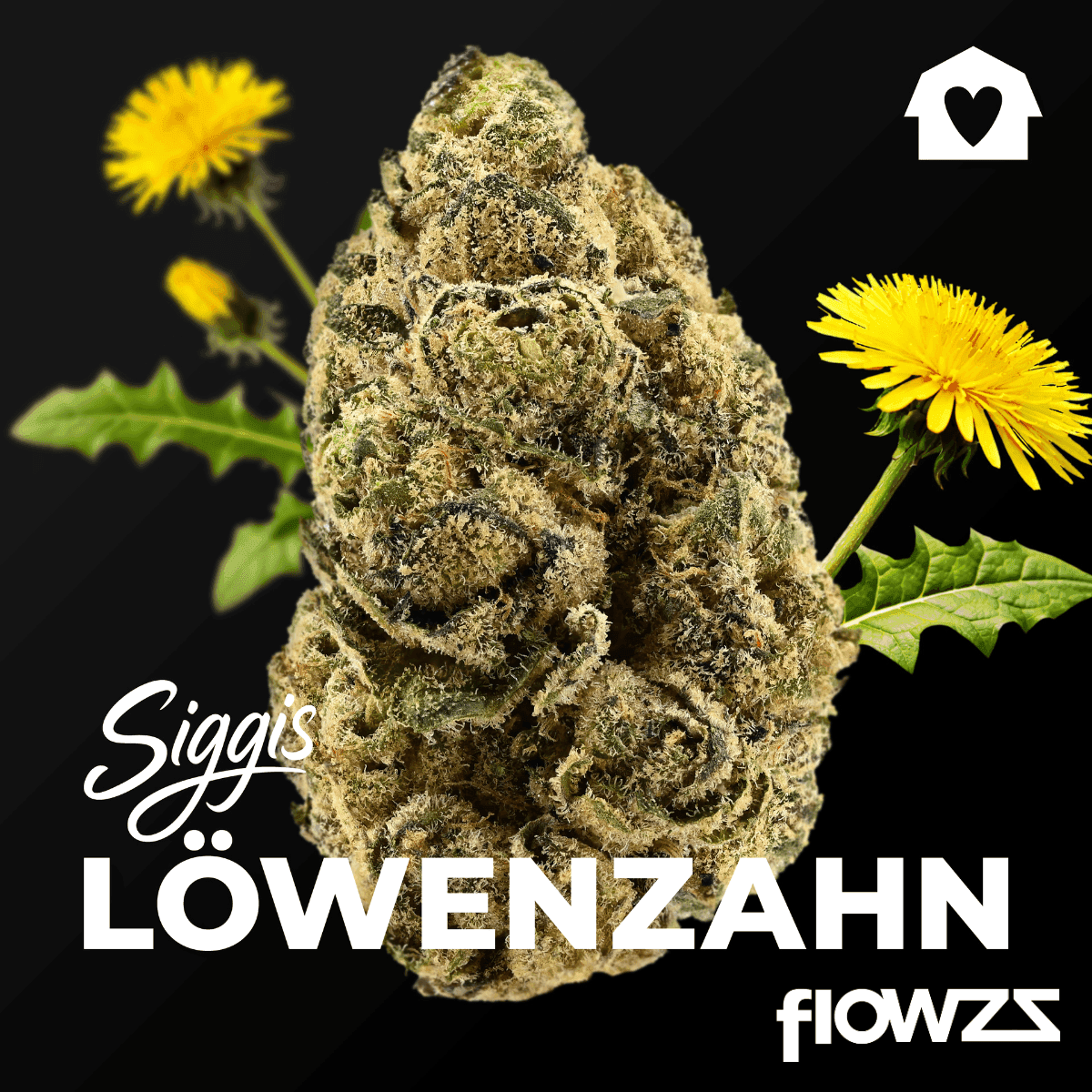 Siggis LWZAHN 22:01 Siggis Löwenzahn