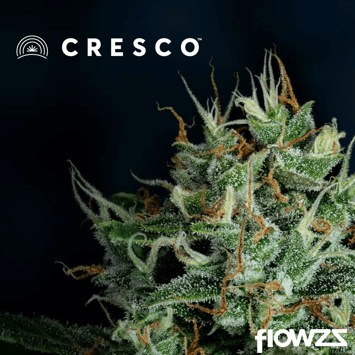 cresco-rse-27-1-jack-black-4