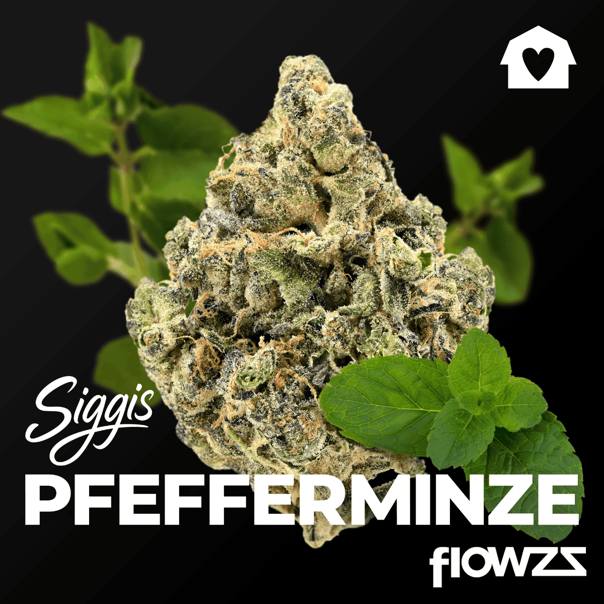 Siggis PMNZ 28:01 Siggis Pfefferminze