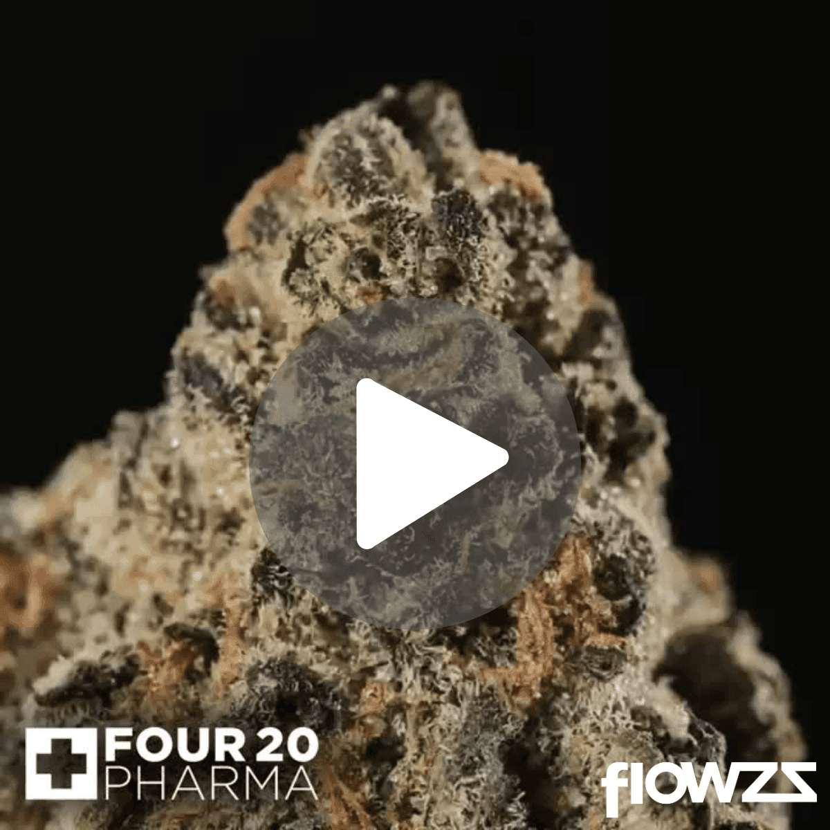 420-evolution-27-1-ca-mfg-modified-grapes-5