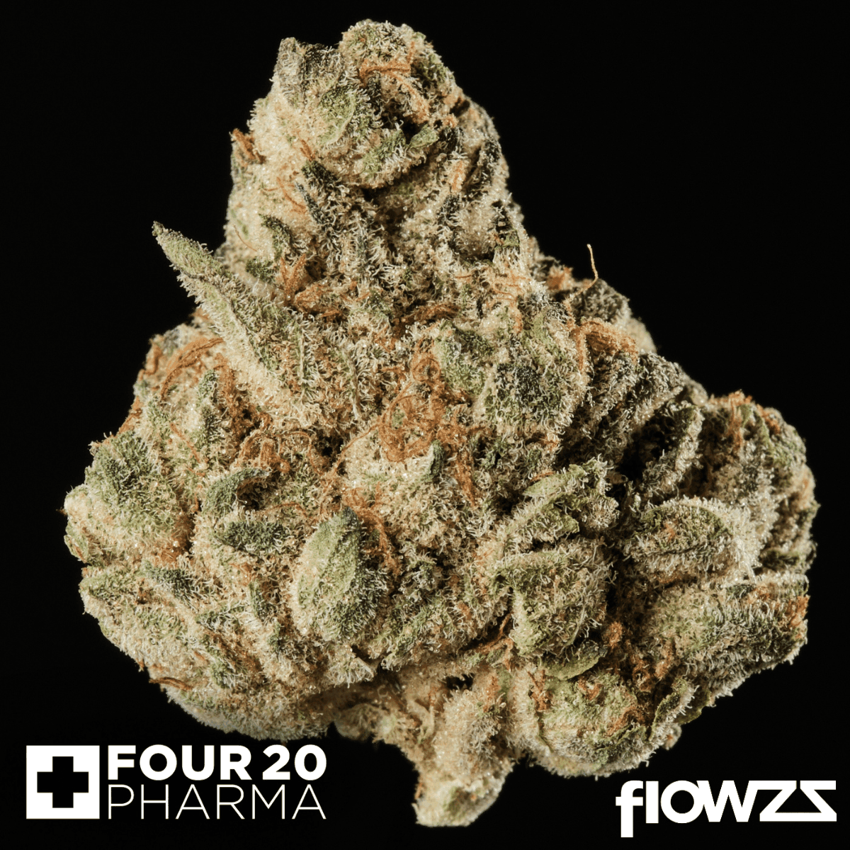 420-evolution-27-1-ca-mfg-modified-grapes-1