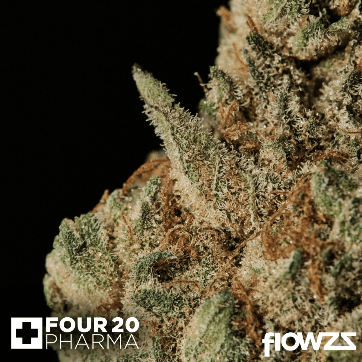 420-evolution-27-1-ca-mfg-modified-grapes-3