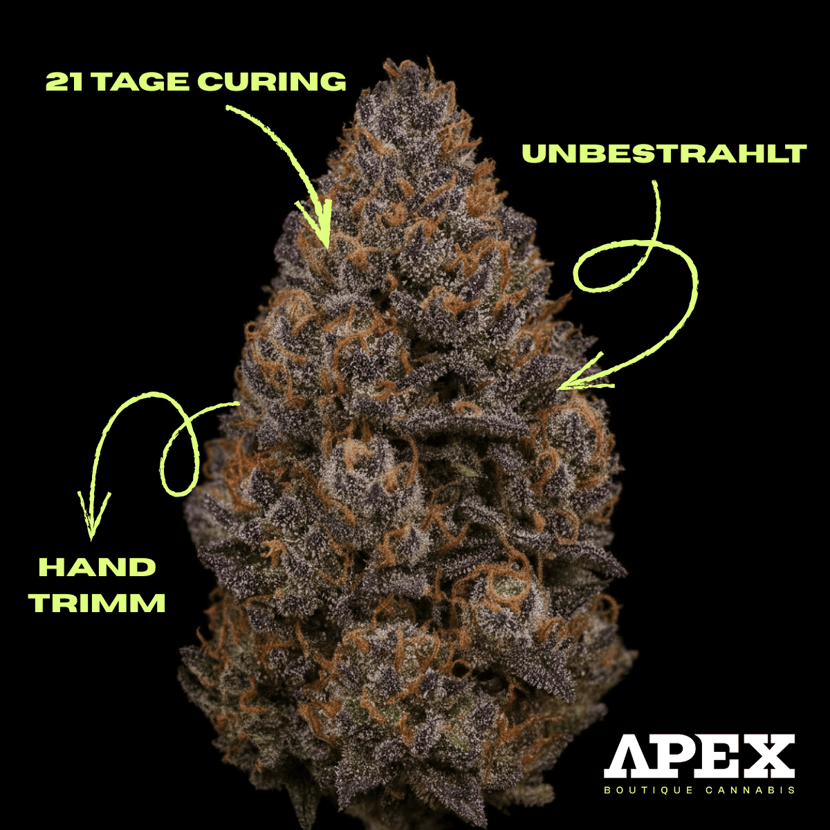 apex-ros-pt-26-rose-darling