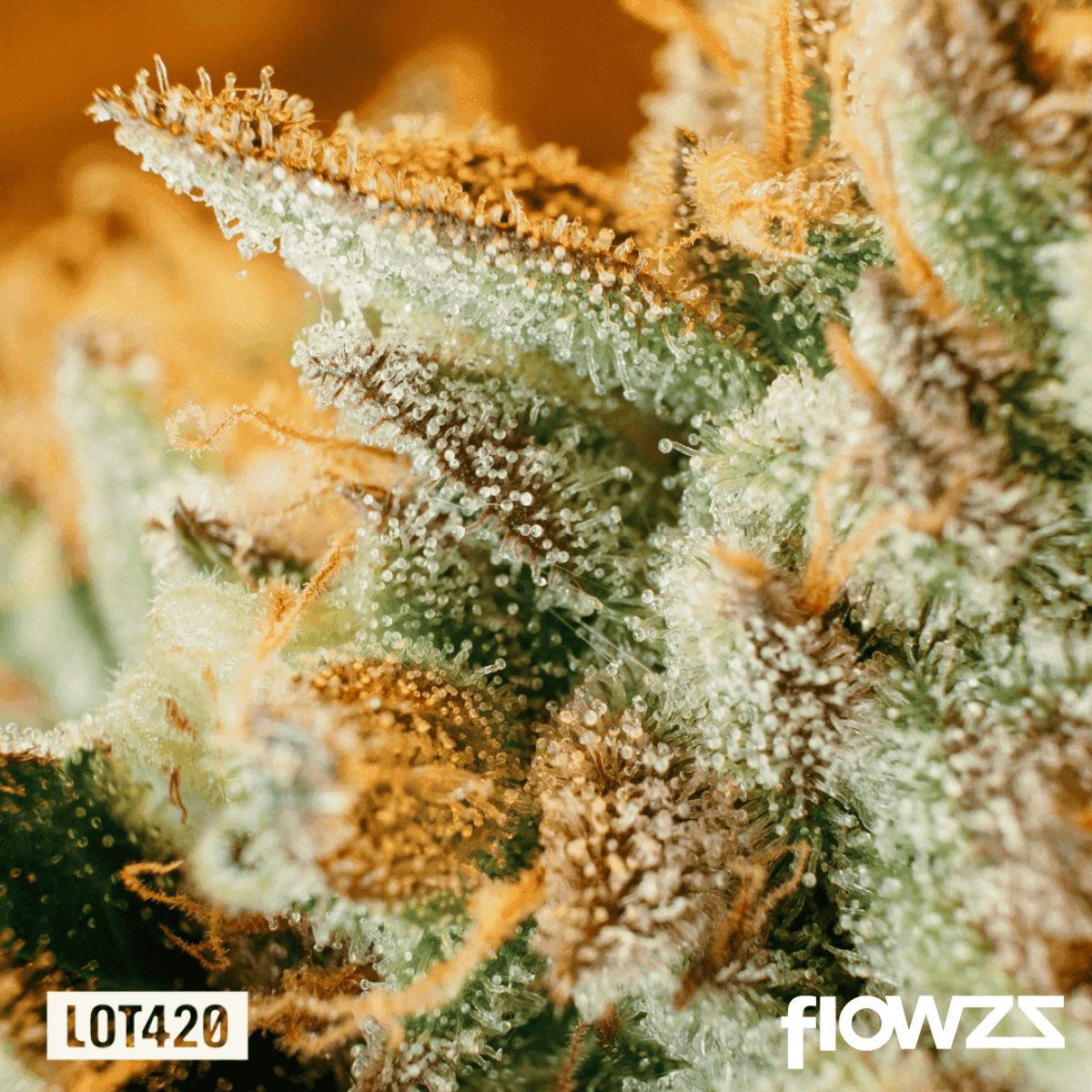 lot-420-gloc-gelato-x-orange-cake-5