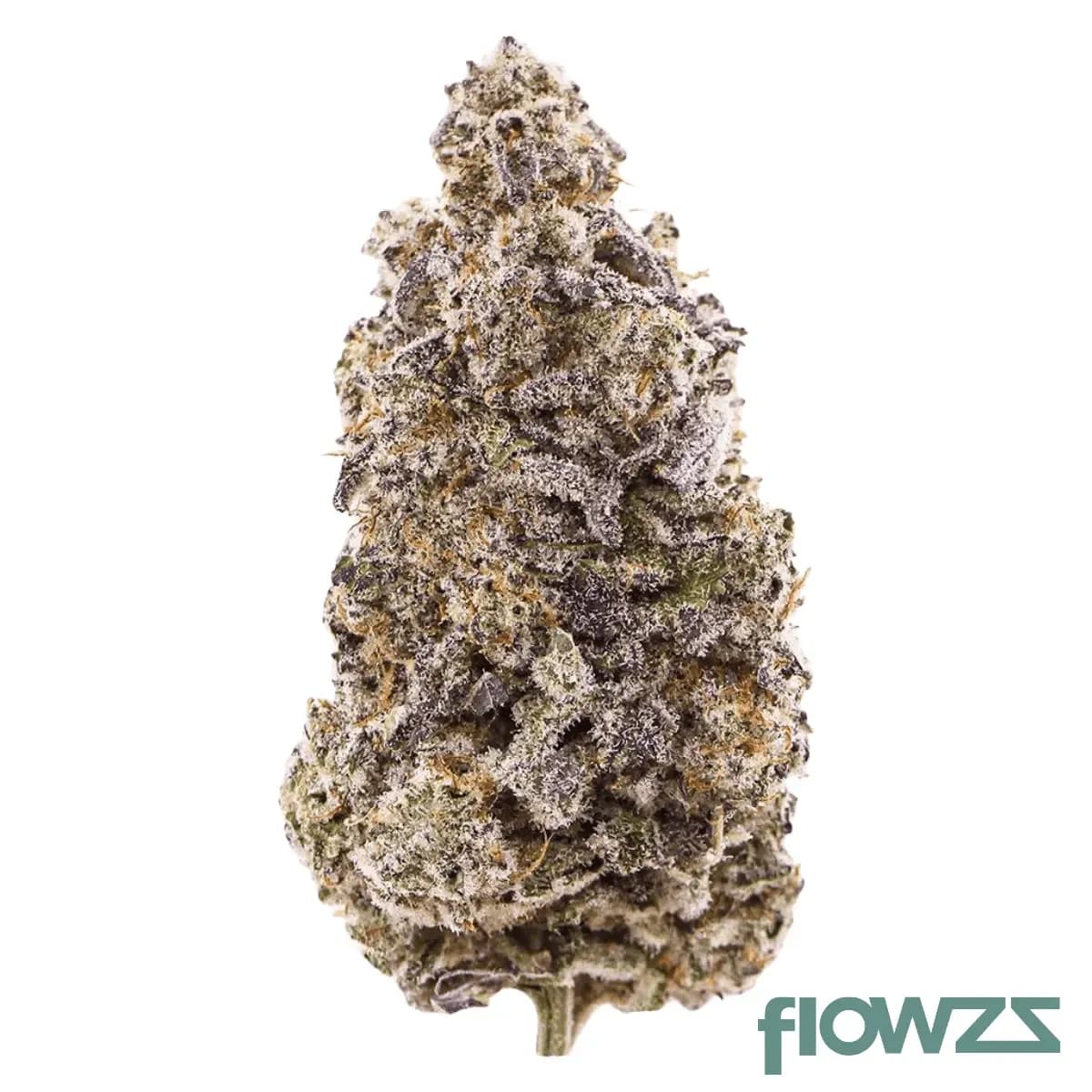 all-nations-md-mac-daddy