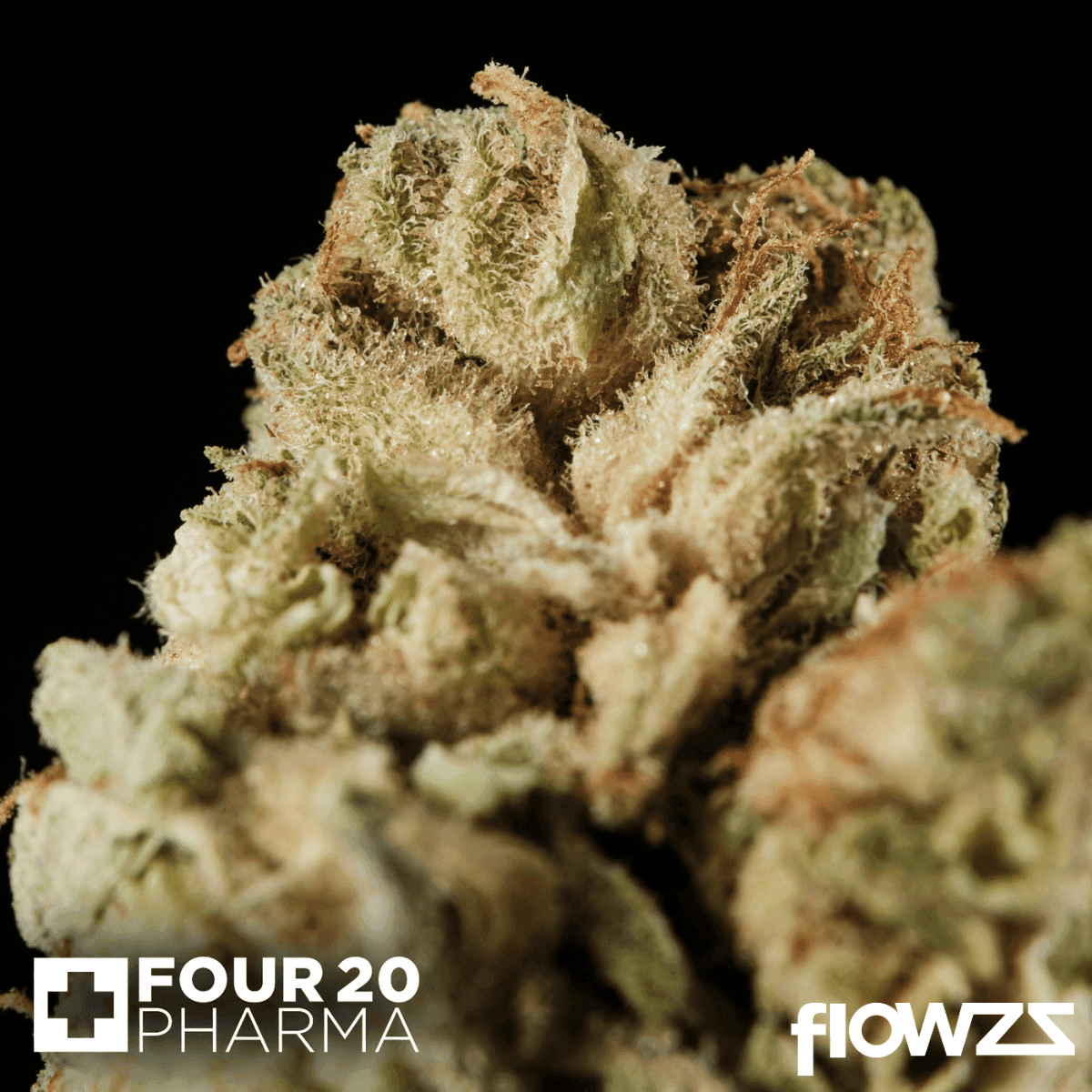 420-evolution-27-1-ca-mfg-modified-grapes-4