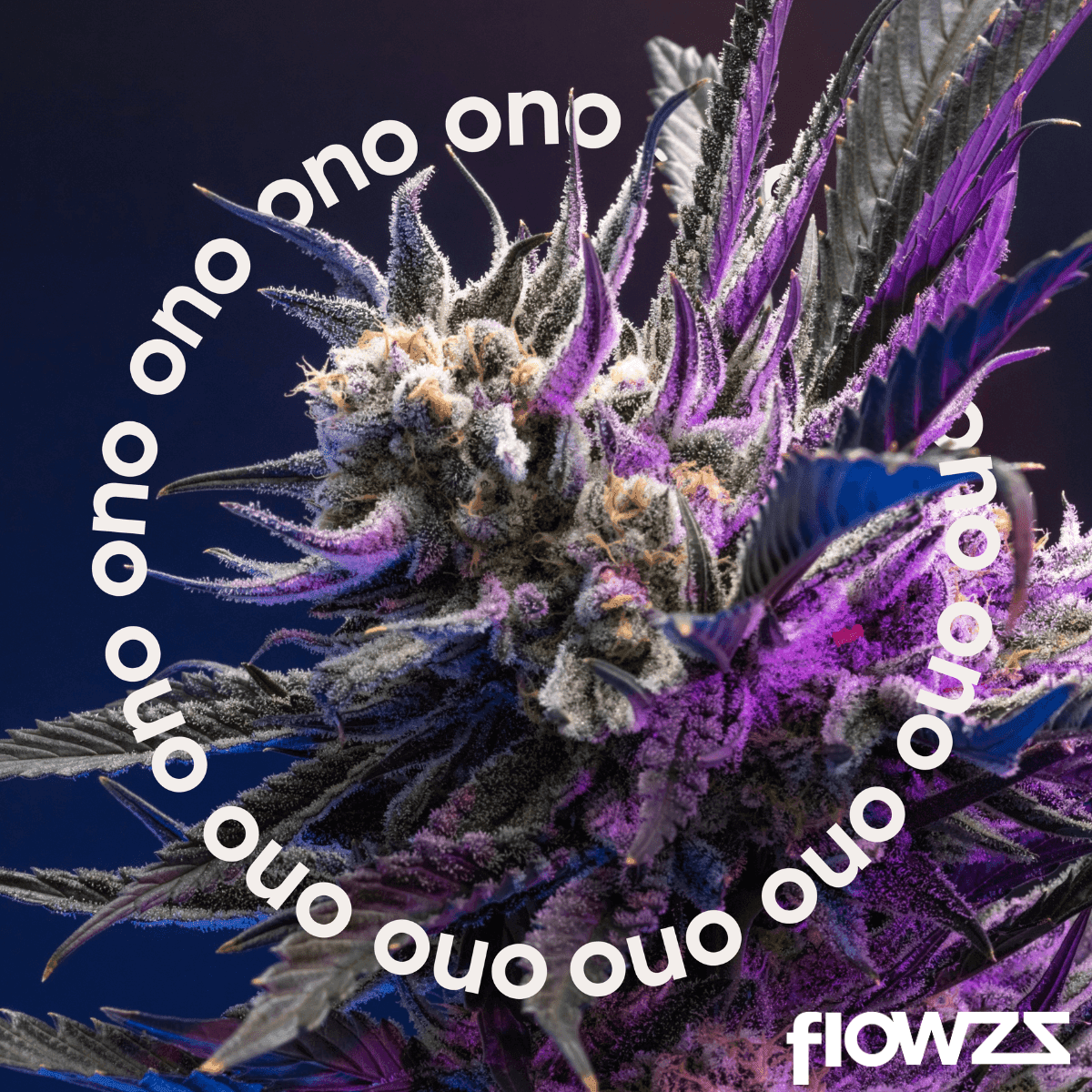 ono-astrono-25-1-rainbow-pie-2