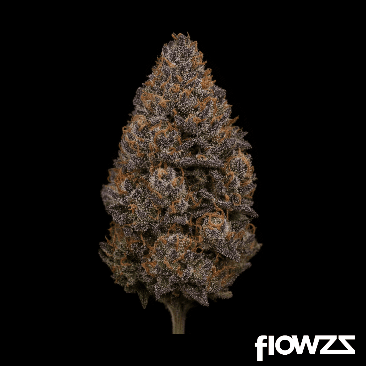 apex-ros-pt-26-rose-darling