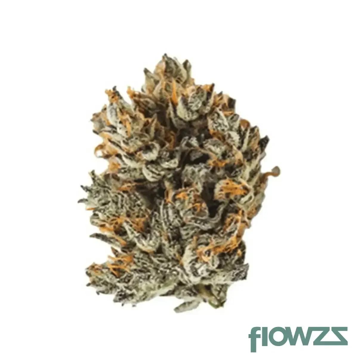 imc-24-1-gga-purple-grape