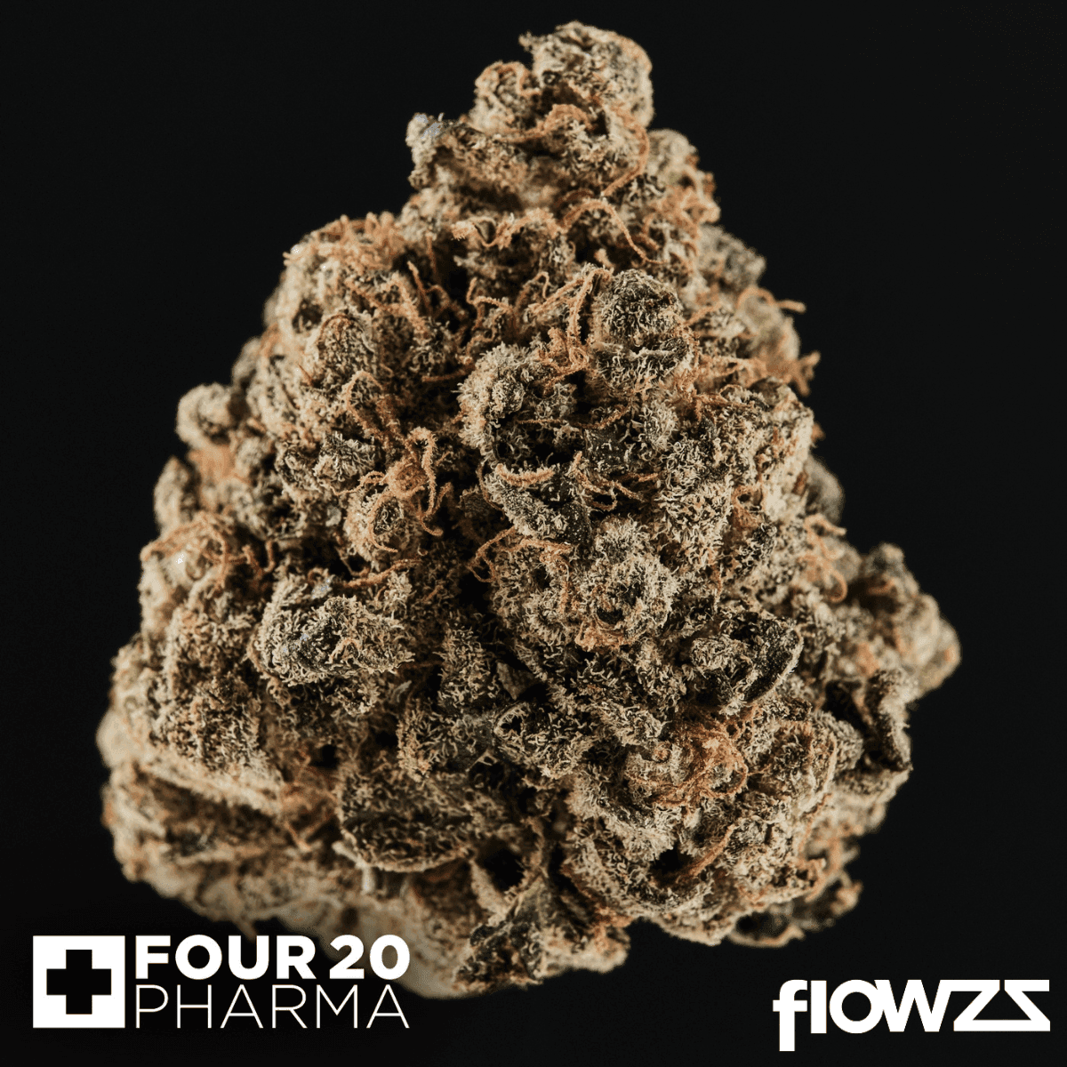 huala-22-1-ca-grf-grape-face