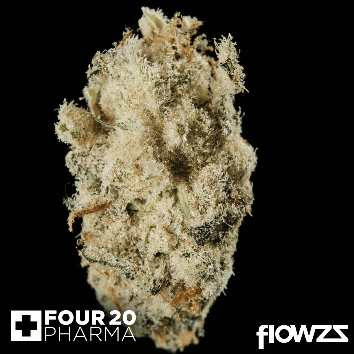 420-evolution-30-1-ca-msp-masterpiece-1