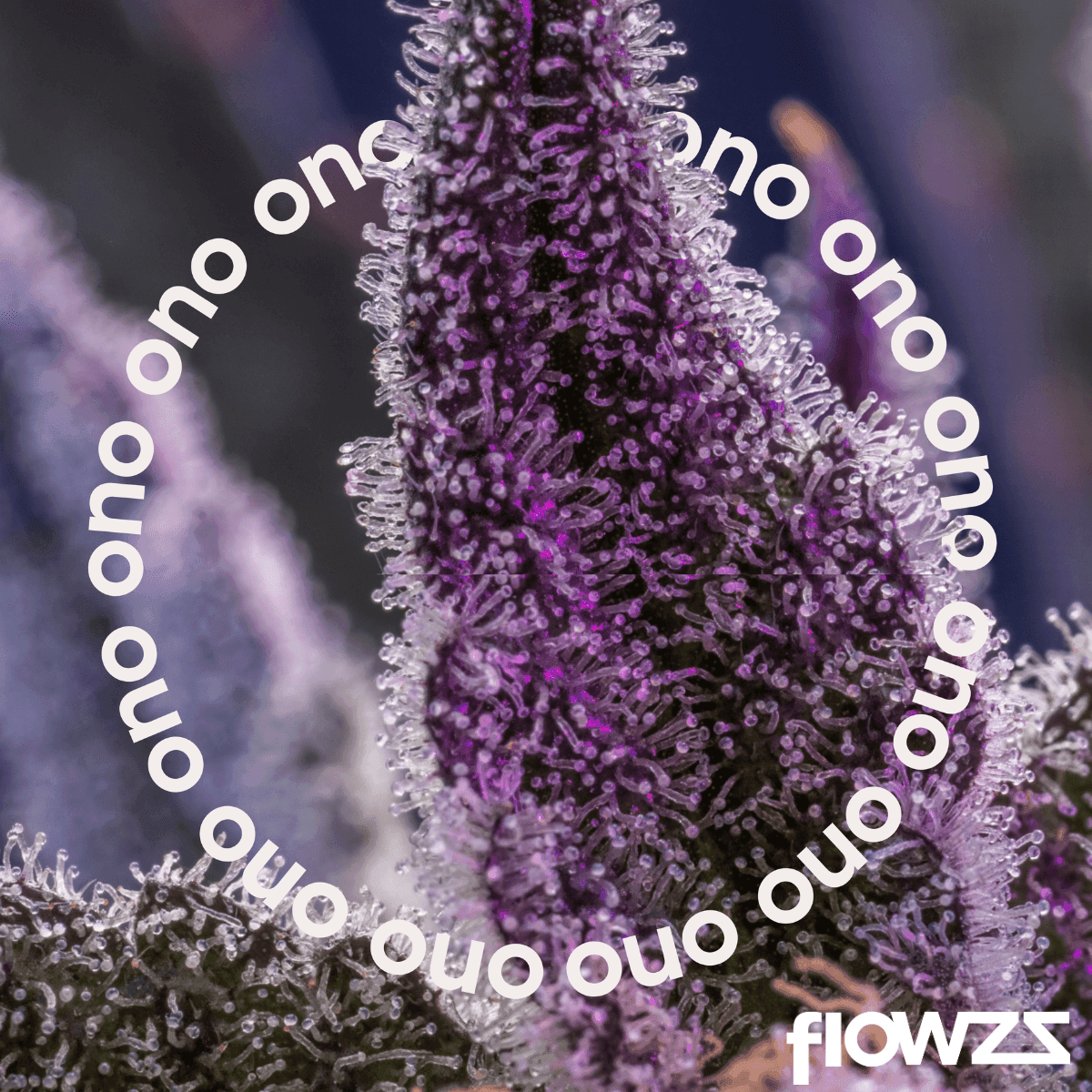 ono-astrono-25-1-rainbow-pie-3