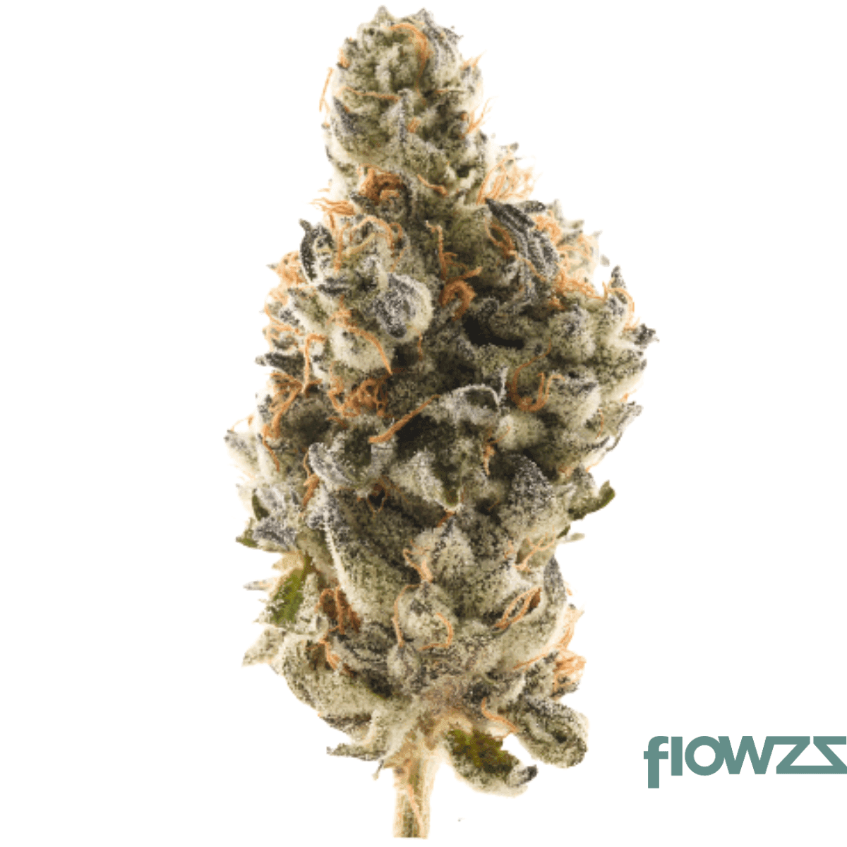 nice-22-1-wtr-white-truffle