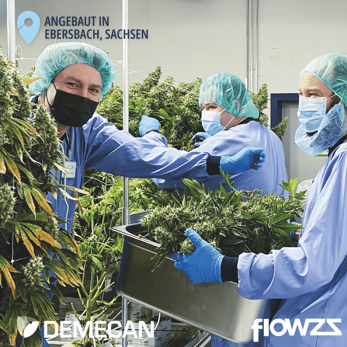 demecan-core-jm7-31-1-jelly-mints