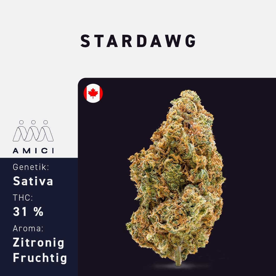 Amici 31/1 STD Stardawg
