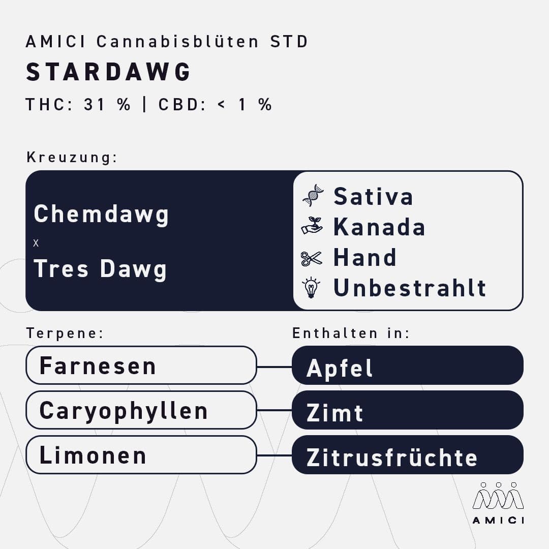 Amici 31/1 STD Stardawg
