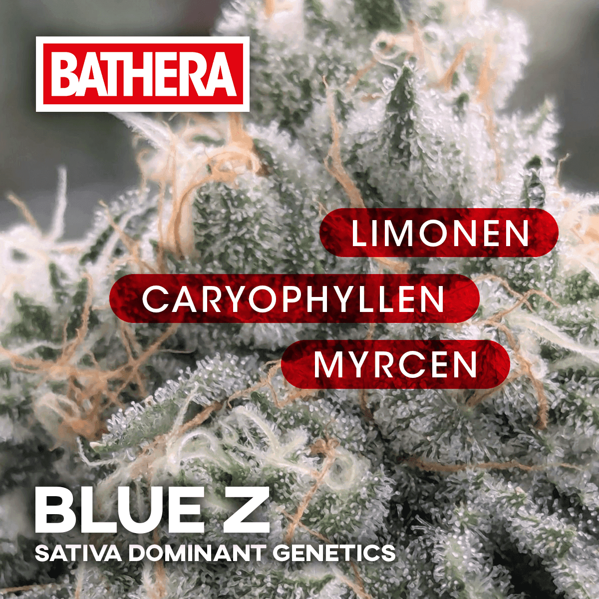 Bathera 23/1 BZ Blue Z