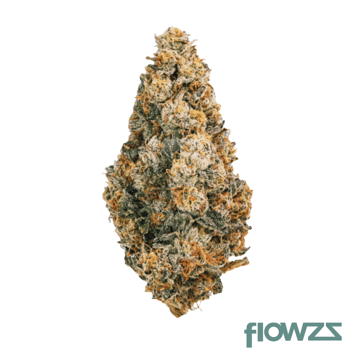 28-1-amici-sp-scottis-purps