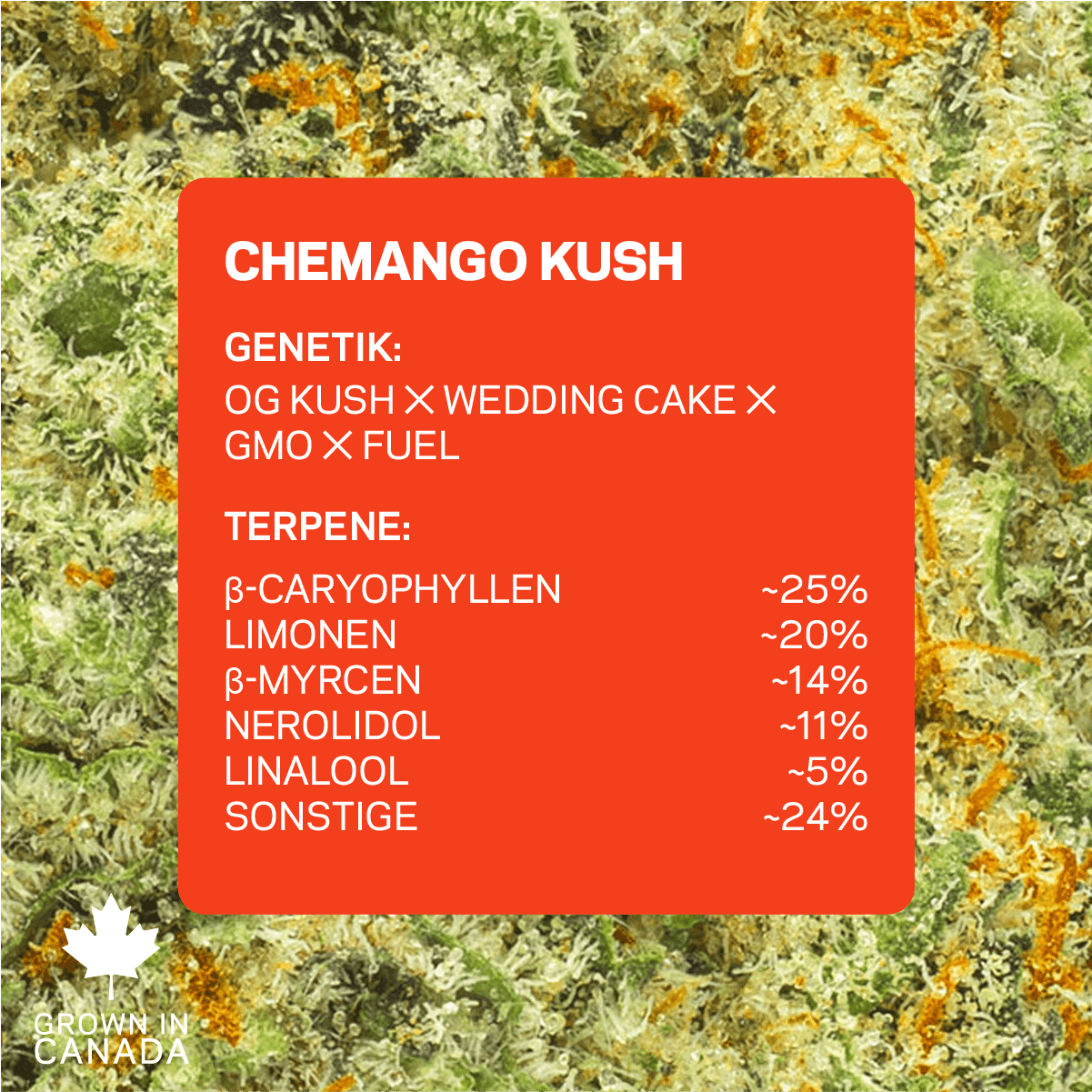 Pedanios 28/1 CMK-CA Chemango Kush