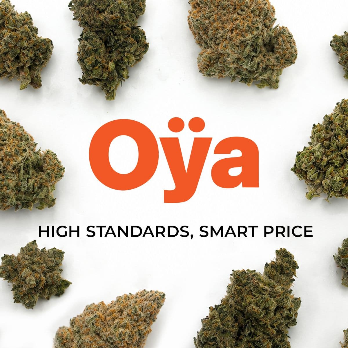 Oya BNK 30/1 Banana Kush